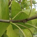 Catalpa bignonioides rameau